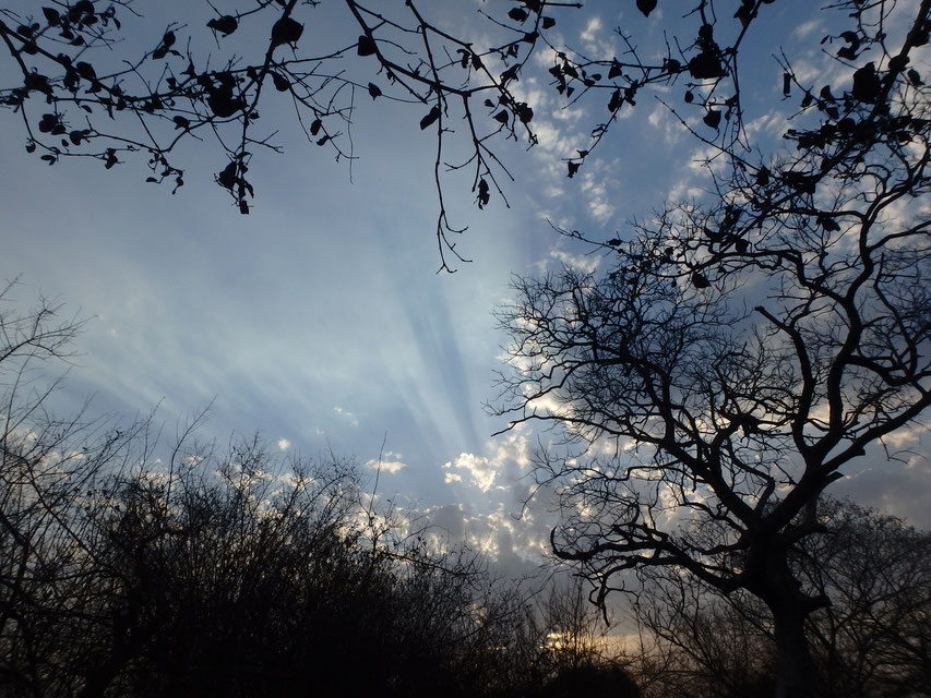 sunset and trees Tumani Tenda