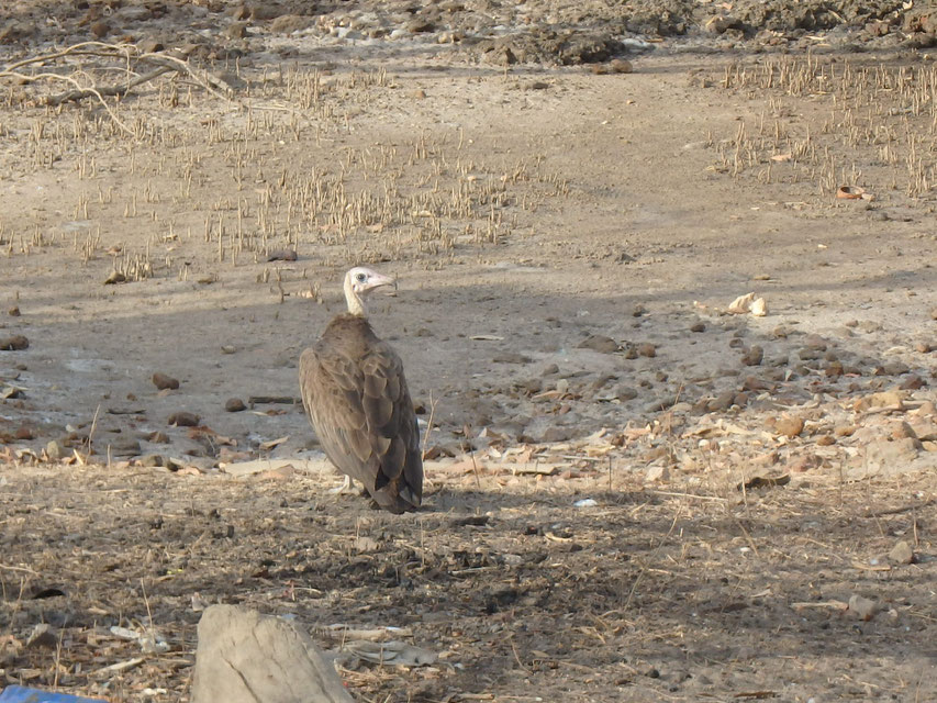hooded vulture, Tumani Tenda, Gambia