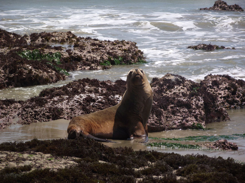 Sealion, Cabo Blanco, Peru