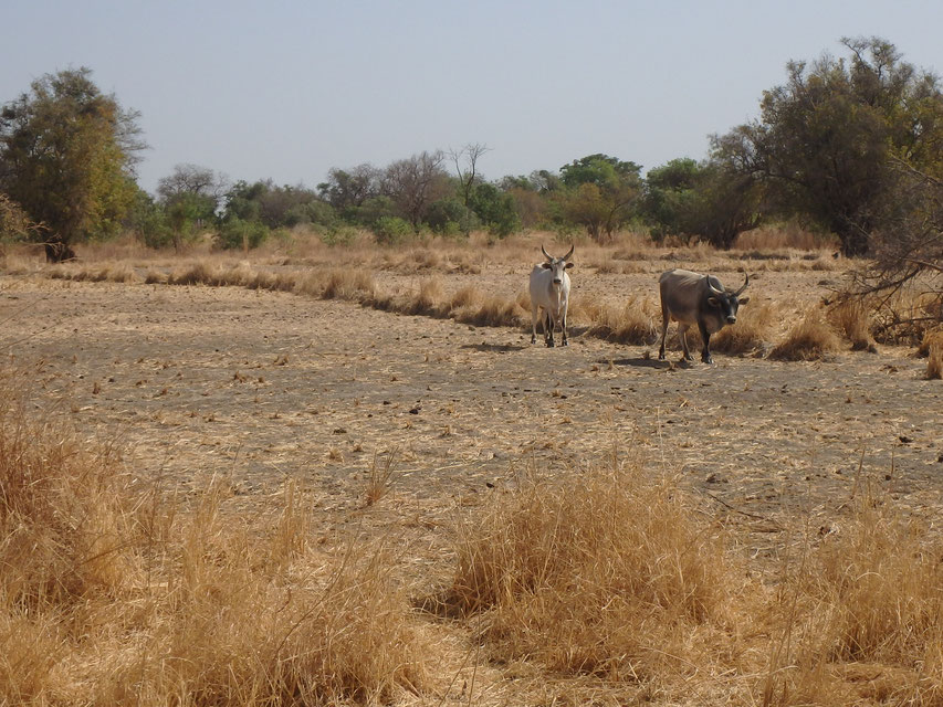 Farmland around Lamin Koto