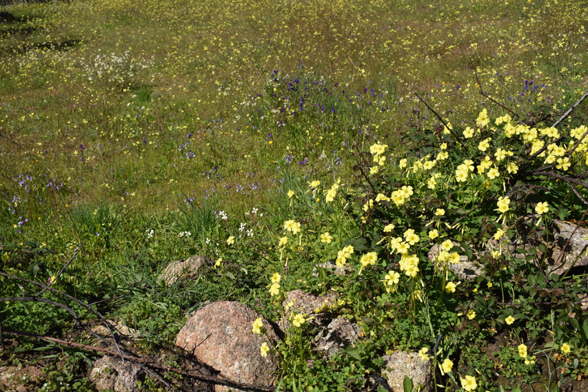 wild flowers between Gavião and Belver