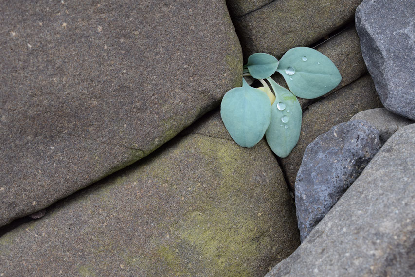 small plant growing from rock, Iceland