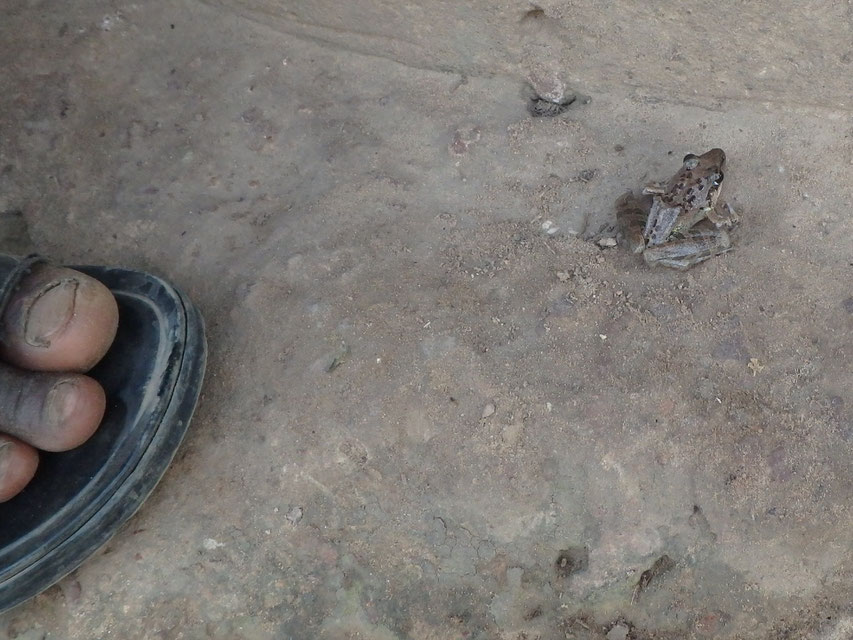 Frog, Tumani Tenda
