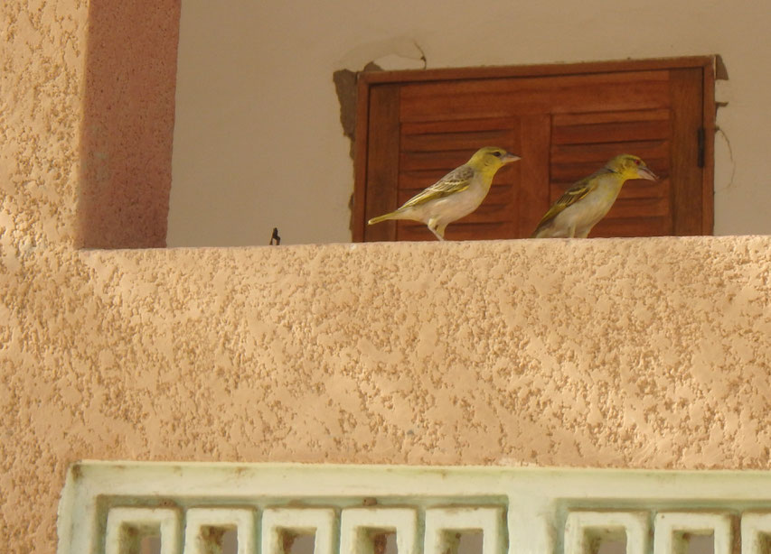 yellow birds, Mar Lodj, Senegal