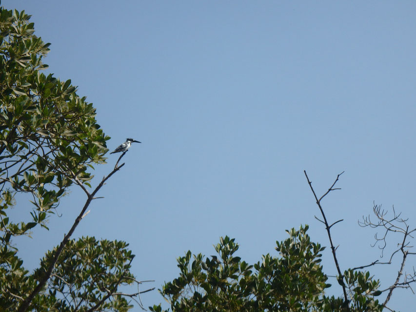 Pied kingfisher, Tumani Tenda, Gambia