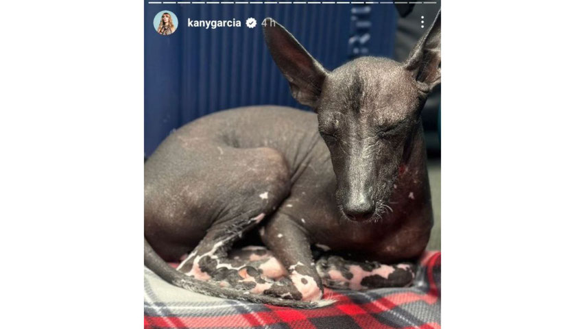 La famosa cantante puerto riqueña Kany Garcia presumiendo a Gala Ramirez, la xoloitzcuintle criada en Xolos Ramirez en su Instagram.