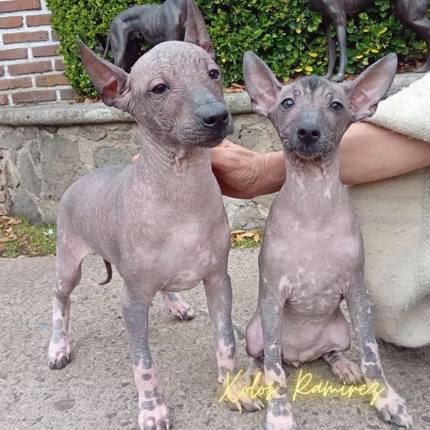 Fotografía a los xoloitzcuintles Xoxo y Gala en las instalaciones de la Federacion Canofila Mexicana tomada por Xolos Ramirez.