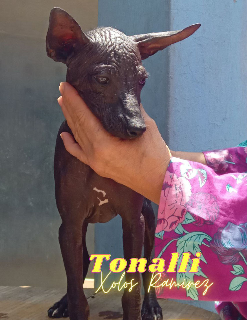 Tonalli, xoloitzcuintle toy size | Xolos Ramirez