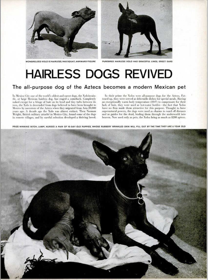 Time Magazine 1957 about the Xoloitzcuintle | Photo Credit to @TheColimaDog at Twitter (X)