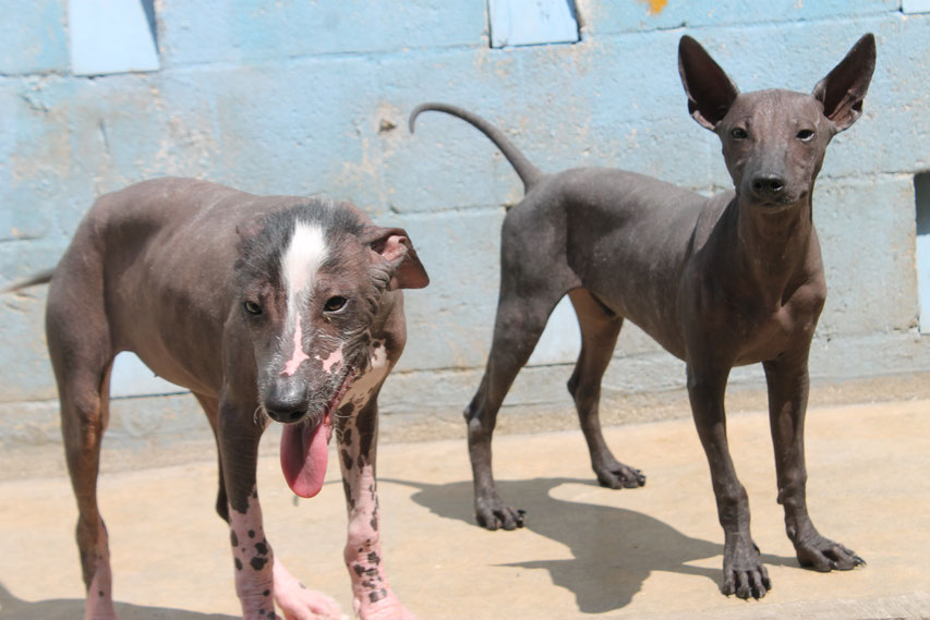 Duna y Romeo Ramirez, xoloitzcuintles.