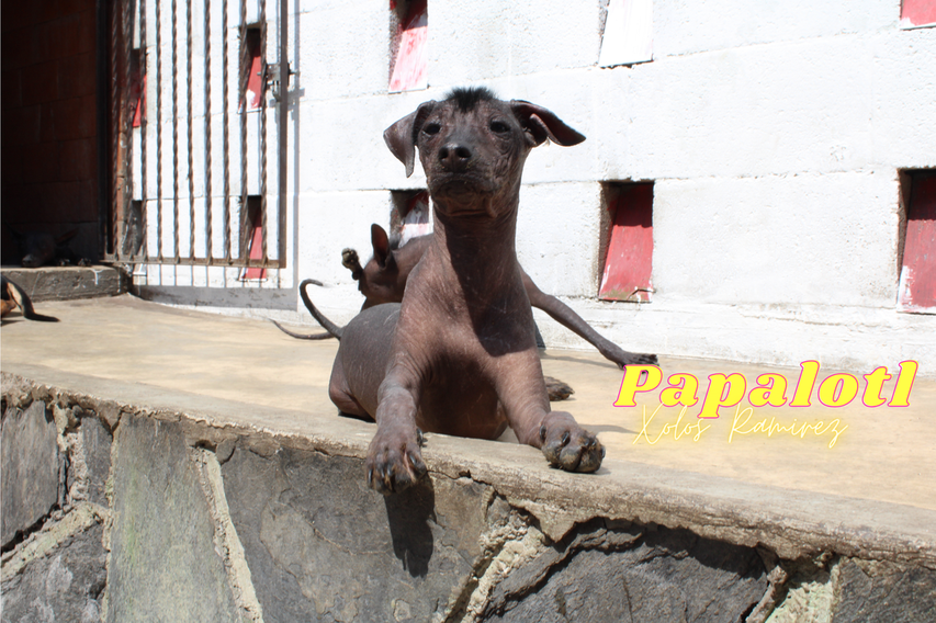 Papalotl Ramirez, cachorro xoloitzcuintle color negro talla intermedia (foto tomada por Xolos Ramirez)