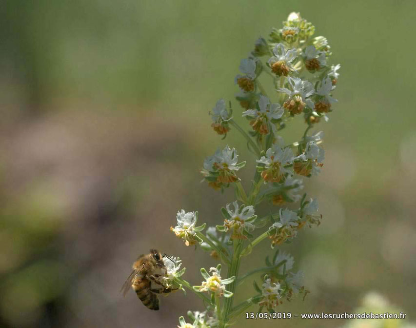Apis mellifera et reseda jacquinii, Cévennes