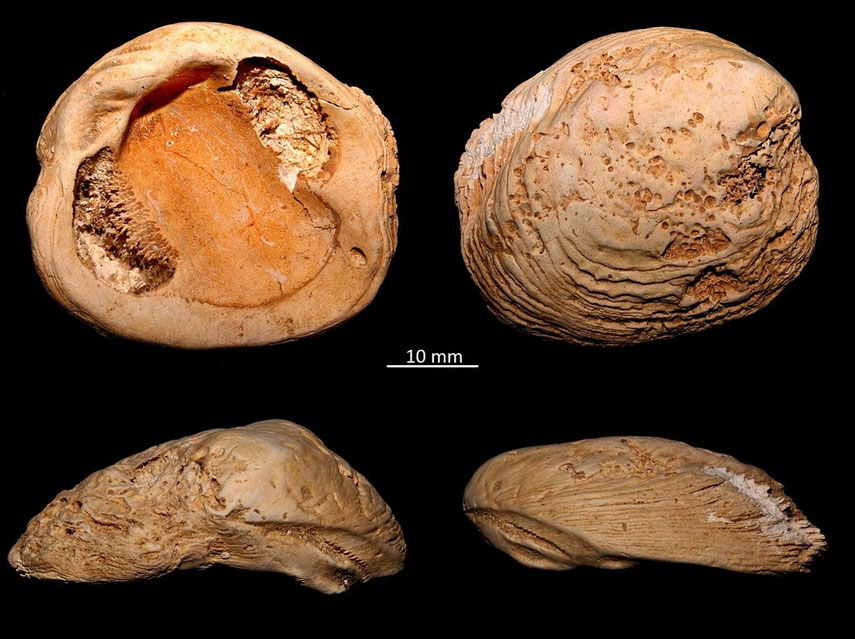 Chama benoisti, Miocene dell'Aquitania