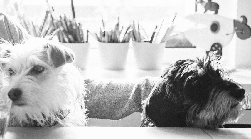 Was gibt's zu essen? Nicht alle Leckereien sind für Hunde geeignet. Foto: Steffi Atze ♥