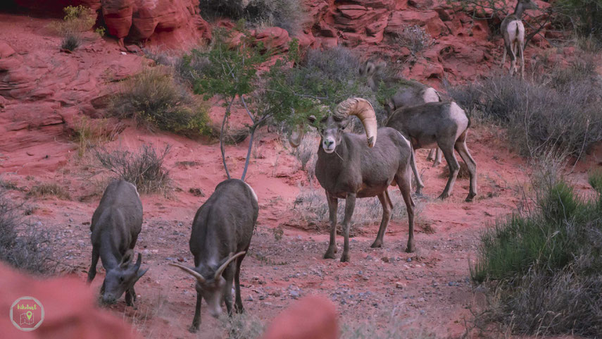 Valley of Fire State Park Nevada Bighorn Sheep