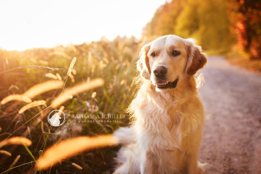 Tierfotograf Hundefotograf Fotograf Fotostudio Hund Welpe Welpen Hunde Fotoshooting Rheinfelden Lörrach Basel Freiburg im Breisgau Bern Bad Säckingen Zürich Hundefotografie Hundeshooting Hundefotoshooting Hundefotos