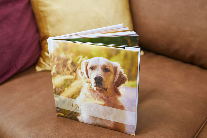 Tierfotograf Hundefotograf Fotograf Fotostudio Hund Welpe Welpen Hunde Fotoshooting Rheinfelden Lörrach Basel Freiburg im Breisgau Bern Schweiz Zürich Hundefotografie Hundeshooting Hundefotoshooting Hundefotos Hundeportrait Hundeporträt Rassehund