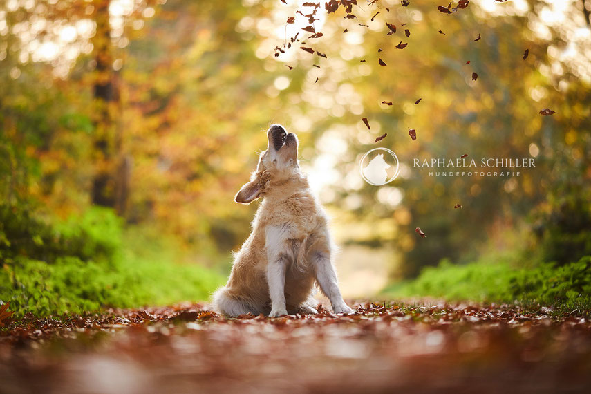 Tierfotograf Hundefotograf Fotograf Fotostudio Hund Welpe Welpen Hunde Fotoshooting Rheinfelden Lörrach Basel Freiburg im Breisgau Bern Bad Säckingen Zürich Hundefotografie Hundeshooting Hundefotoshooting Hundefotos