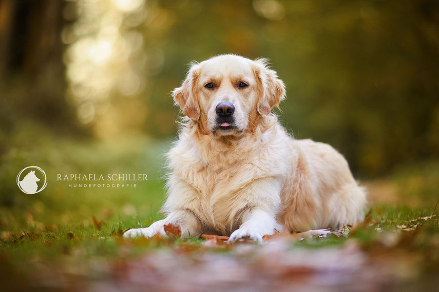 Tierfotograf Hundefotograf Fotograf Fotostudio Hund Welpe Welpen Hunde Fotoshooting Rheinfelden Lörrach Basel Freiburg im Breisgau Bern Bad Säckingen Zürich Hundefotografie Hundeshooting Hundefotoshooting Hundefotos