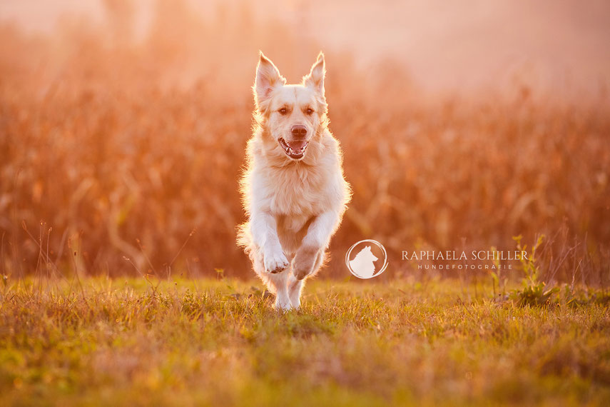 Tierfotograf Hundefotograf Fotograf Fotostudio Hund Welpe Welpen Hunde Fotoshooting Rheinfelden Lörrach Basel Freiburg im Breisgau Bern Bad Säckingen Zürich Hundefotografie Hundeshooting Hundefotoshooting Hundefotos