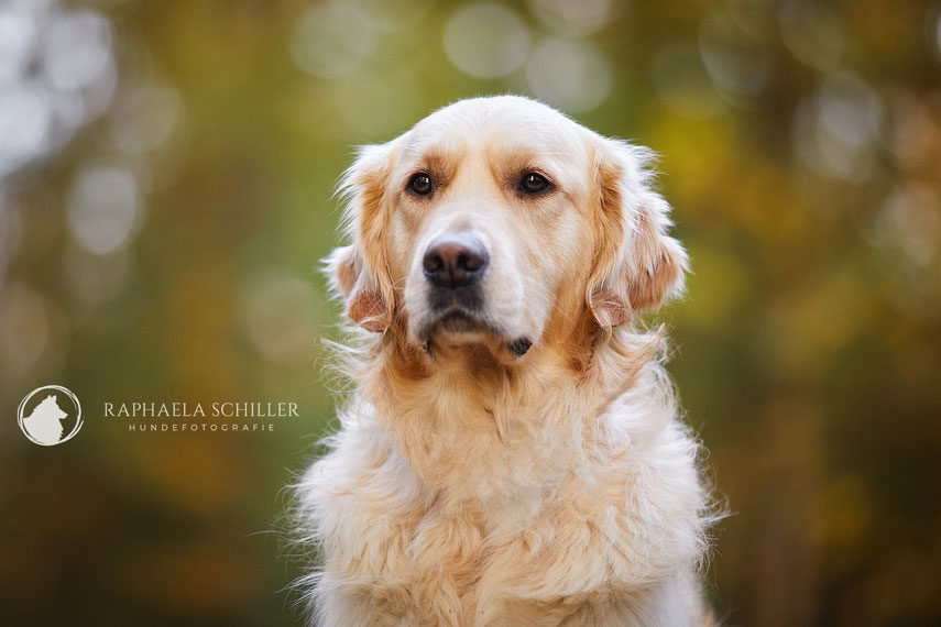 Tierfotograf Hundefotograf Fotograf Fotostudio Hund Welpe Welpen Hunde Fotoshooting Rheinfelden Lörrach Basel Freiburg im Breisgau Bern Bad Säckingen Zürich Hundefotografie Hundeshooting Hundefotoshooting Hundefotos