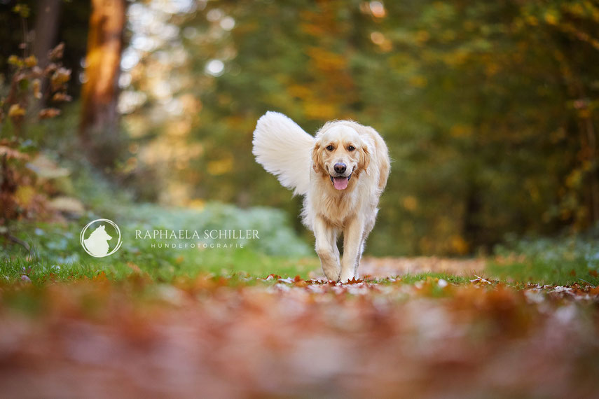 Tierfotograf Hundefotograf Fotograf Fotostudio Hund Welpe Welpen Hunde Fotoshooting Rheinfelden Lörrach Basel Freiburg im Breisgau Bern Bad Säckingen Zürich Hundefotografie Hundeshooting Hundefotoshooting Hundefotos
