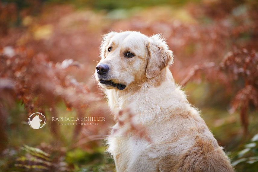 Tierfotograf Hundefotograf Fotograf Fotostudio Hund Welpe Welpen Hunde Fotoshooting Rheinfelden Lörrach Basel Freiburg im Breisgau Bern Bad Säckingen Zürich Hundefotografie Hundeshooting Hundefotoshooting Hundefotos