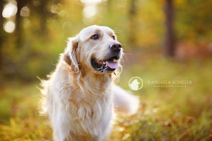 Tierfotograf Hundefotograf Fotograf Fotostudio Hund Welpe Welpen Hunde Fotoshooting Rheinfelden Lörrach Basel Freiburg im Breisgau Bern Bad Säckingen Zürich Hundefotografie Hundeshooting Hundefotoshooting Hundefotos