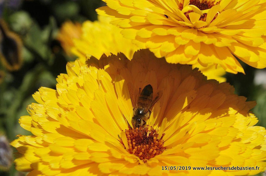 Apis mellifera & calendula officinalis, Saint-Frézal de Ventalon, Lozère