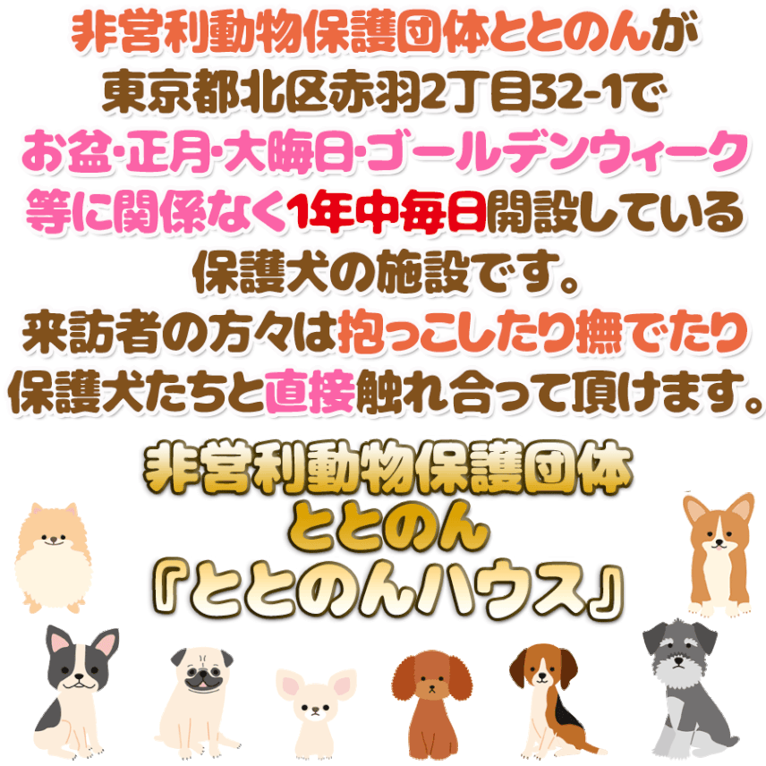 非営利動物保護団体ととのん 保護犬の里親募集中 非営利動物保護団体totonon ととのん のホーム ページです 非営利動物保護団体ととのん 保護犬の里親募集中 非営利動物保護団体totonon ととのん のホーム ページです