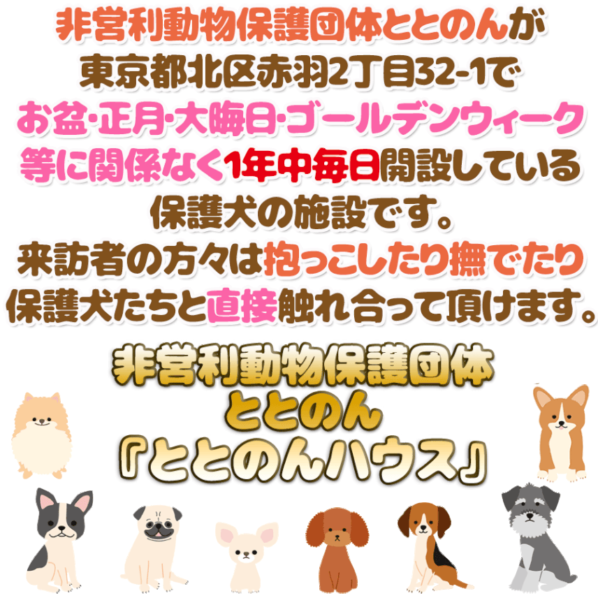 非営利動物保護団体ととのん 保護犬の里親募集中 非営利動物保護団体totonon ととのん のホーム ページです