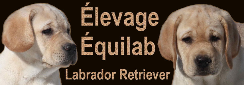 Elevage Equilab Labrador