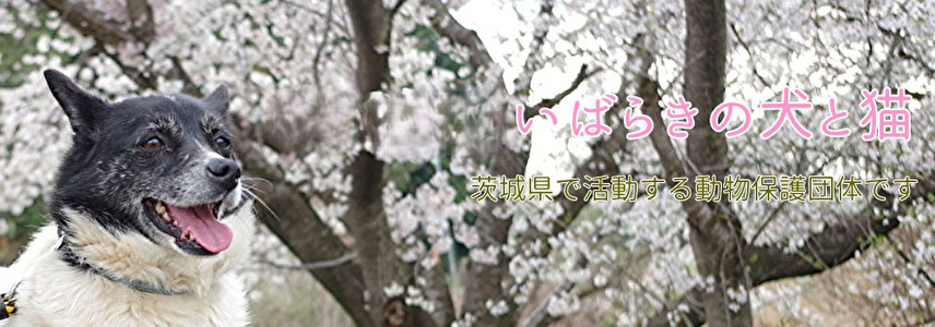 NPO法人　いばらきの犬と猫