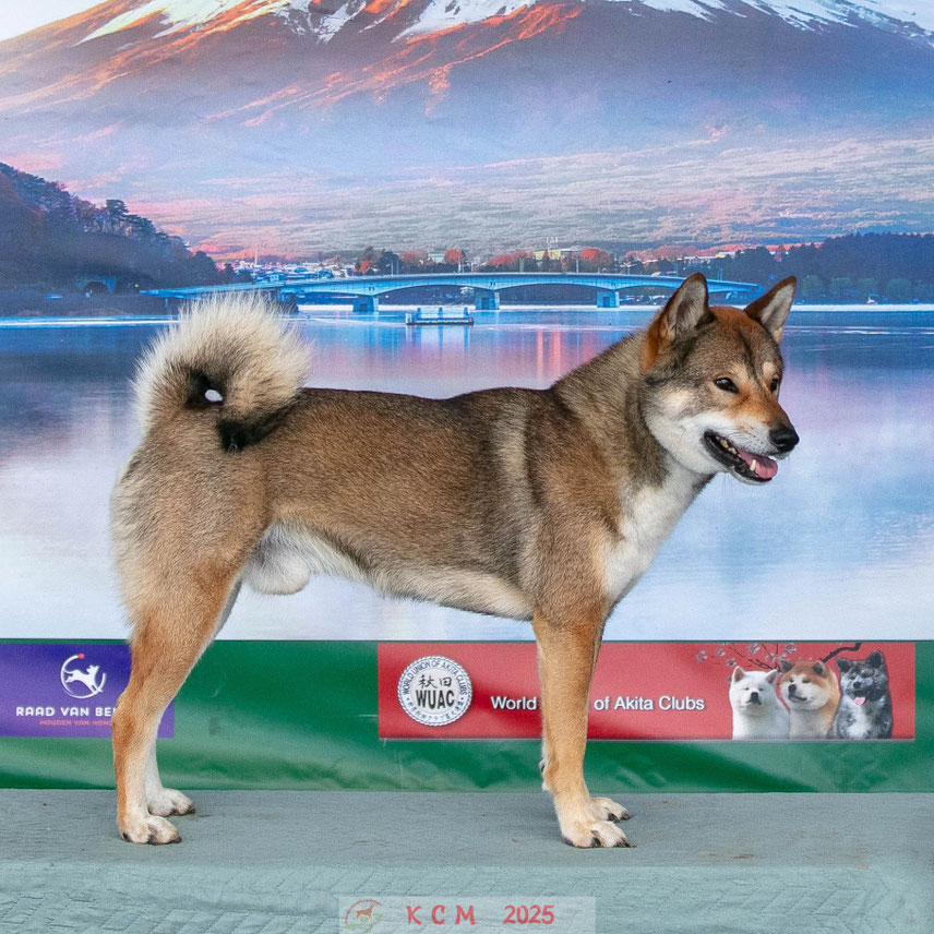 四国犬 Shikoku, nederlandse shikoku fokker