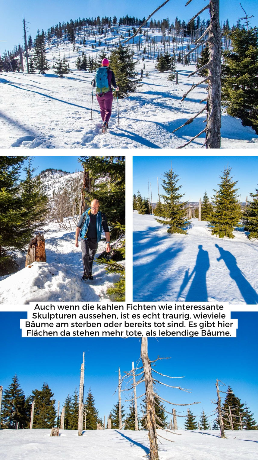 Winterlandschaft im Nationalpark Bayerischer Wald auf dem Weg zum Großen Rachel