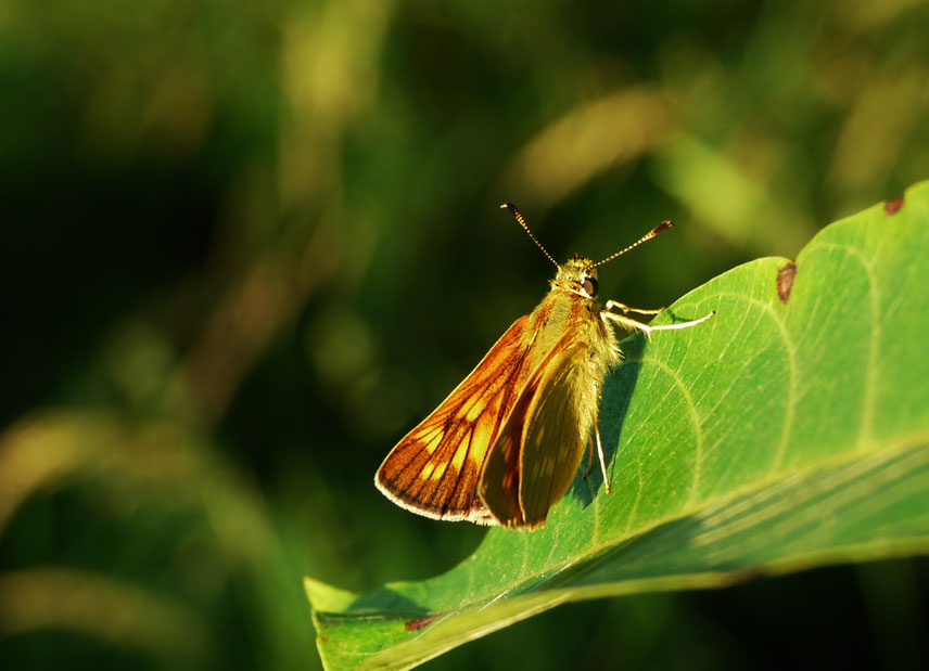 Papillon / butterfly / photos de crystal jones