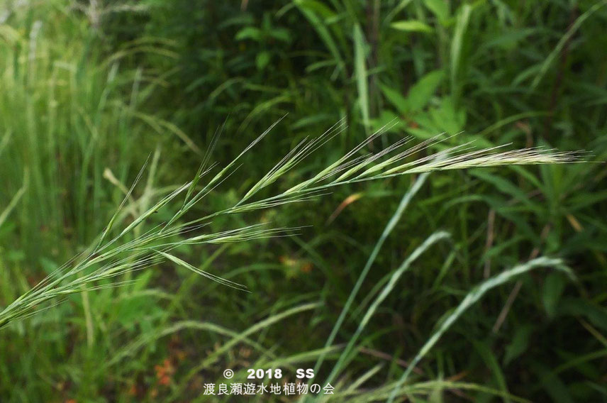 渡良瀬遊水地に生育しているナギナタガヤの花穂の画像