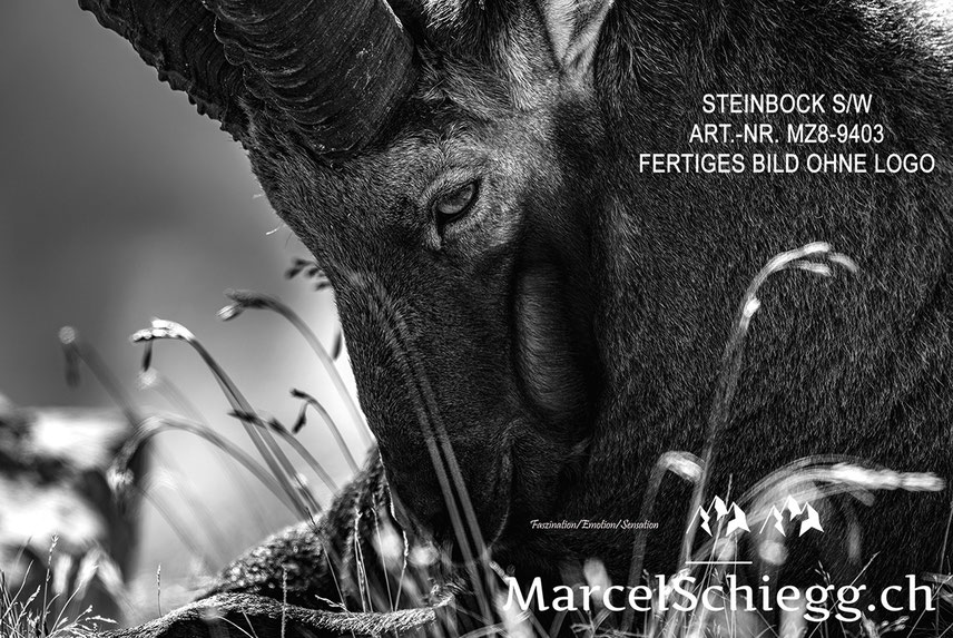 Marcel Schiegg, Alpensteinbock, Steinbock, schwarz-weiss