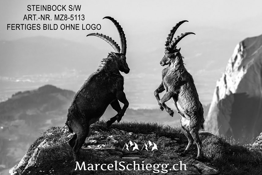 Marcel Schiegg, Alpensteinbock, Steinbock, schwarz-weiss