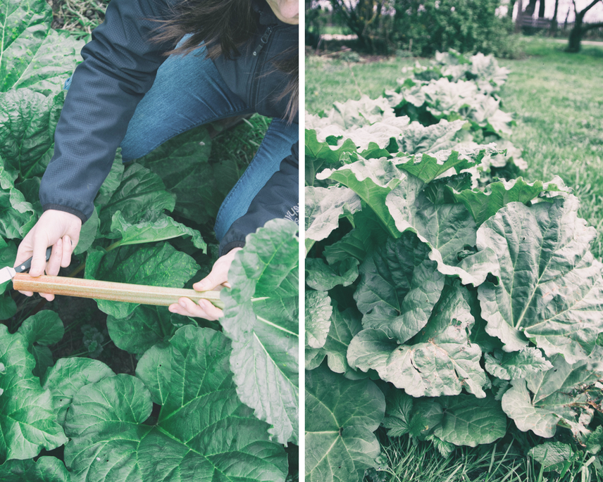Farmmade Küchengarten Rhabarber