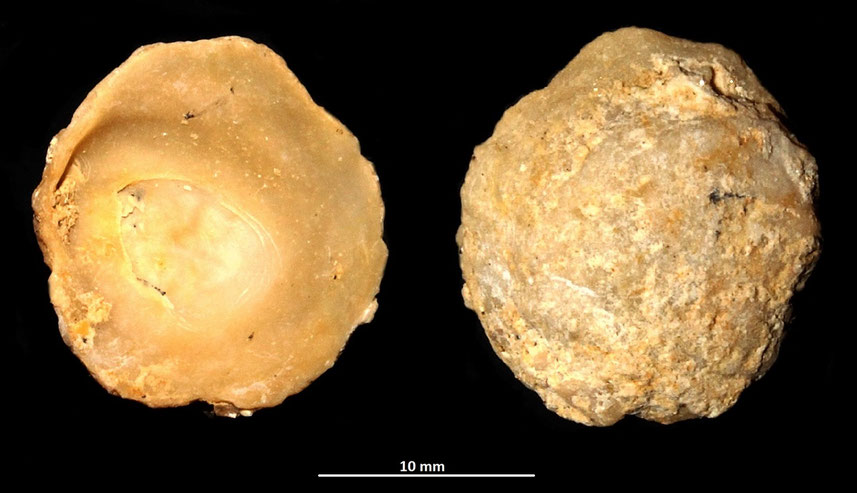 Anomia ephippium, sabbie di Tarquinia (VT)
