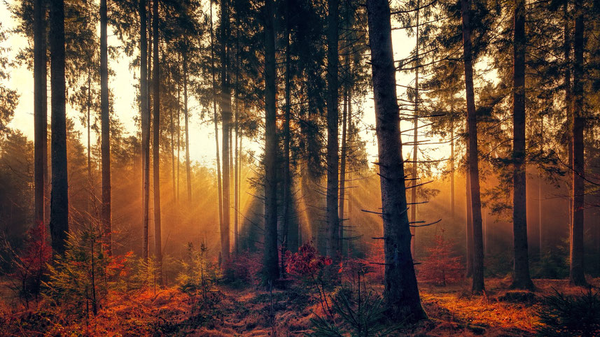 Sonnenstrahlen im herbstlichen Wald