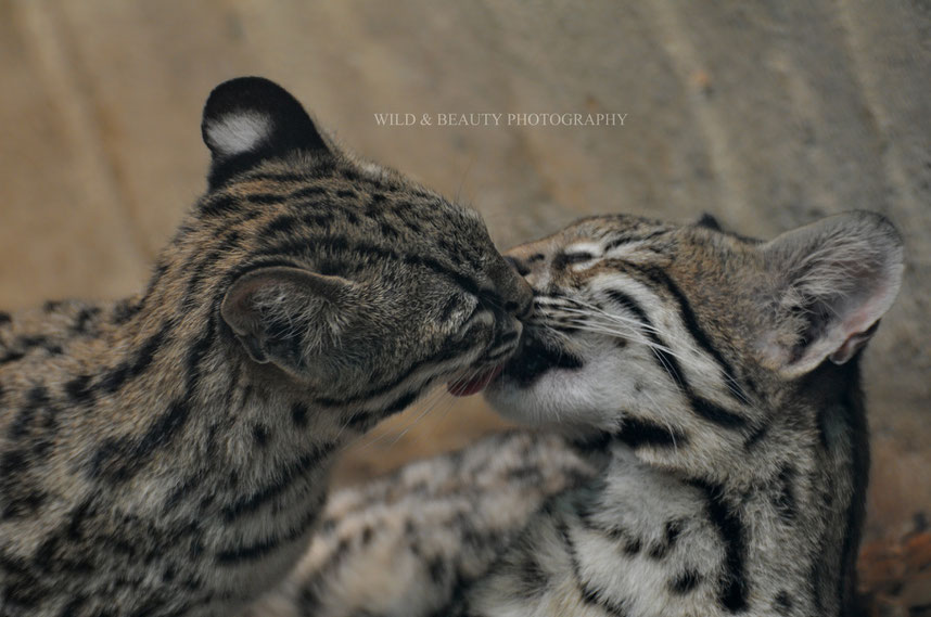 Zwergtigerkatzen - Zoo Prag