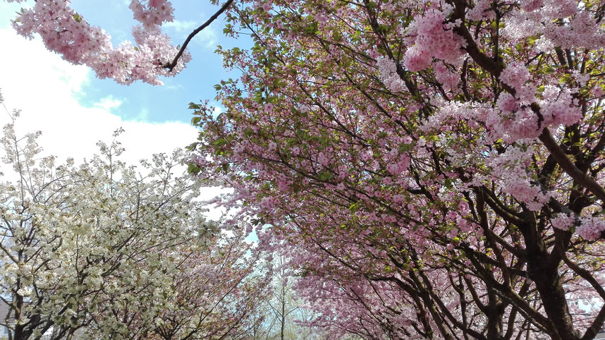 Japanischer Garten Düsseldorf