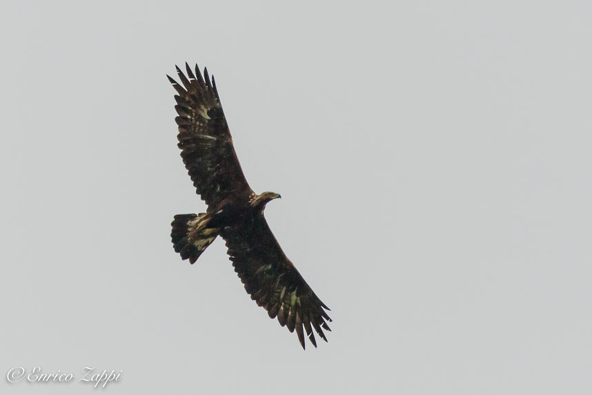 Aquila reale fotografata im una giornata grigia ed uggiosa nei pressi di Poggio alla Lastra.