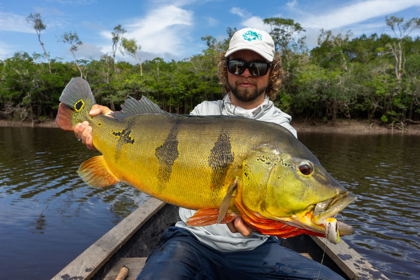 Peacock Bass Colombia fishing hybrid pavon westin