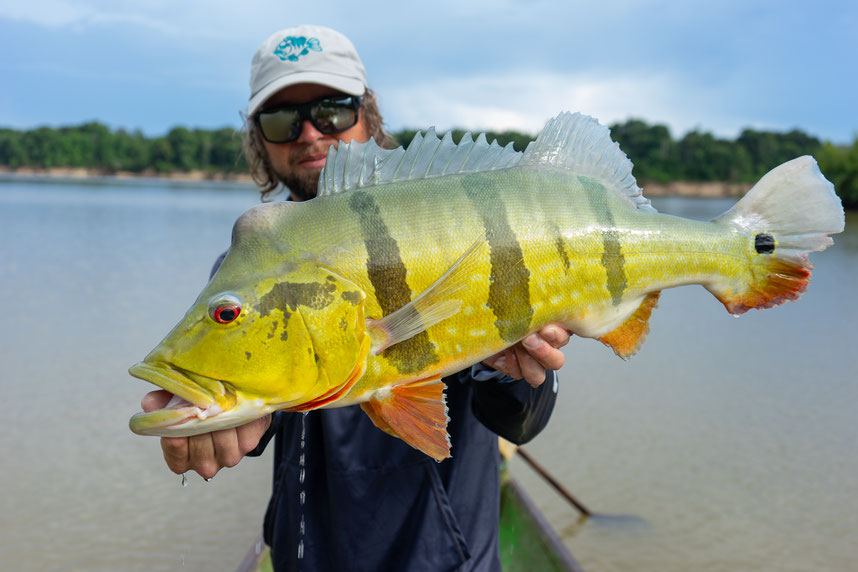 Peacock Bass Colombia fishing