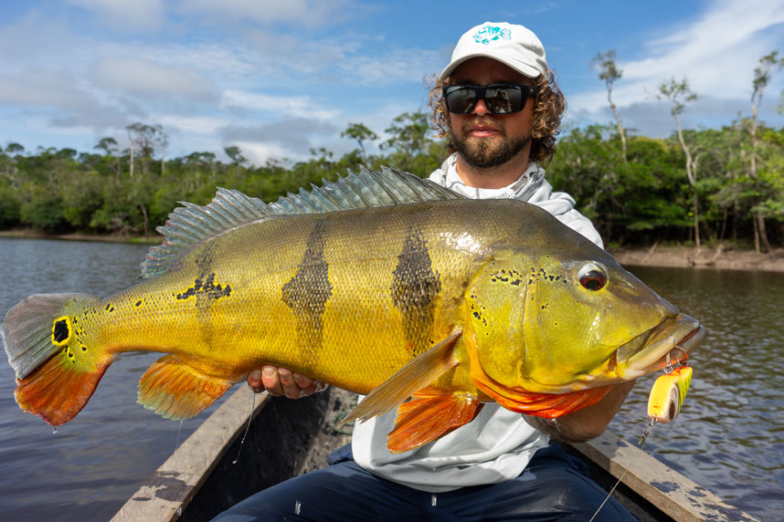 Peacock Bass Colombia fishing hybrid westin swim