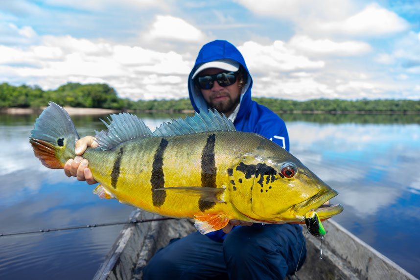 Peacock Bass Colombia fishing westin swim