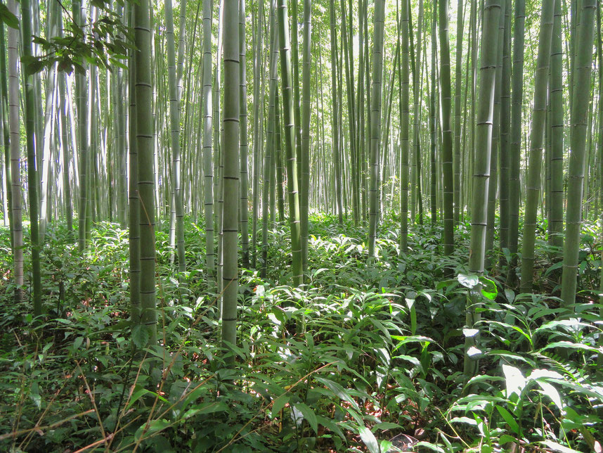 ambooo Bambuswald der Ursprung unserer Terrassendielen